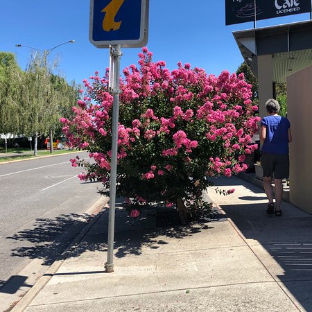 Myrtleford VIC Internet Find