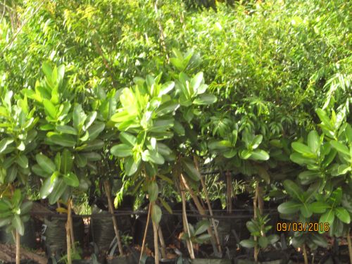 Nurseries Garden Centres Yeppoon QLD Internet Find