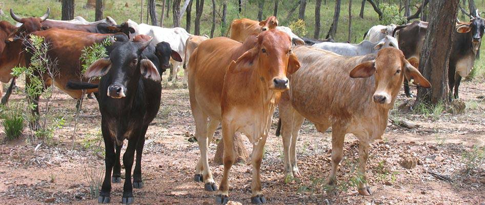 Accountants Innisfail QLD Internet Find