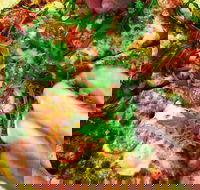 The Angry Pigeon - Internet Find