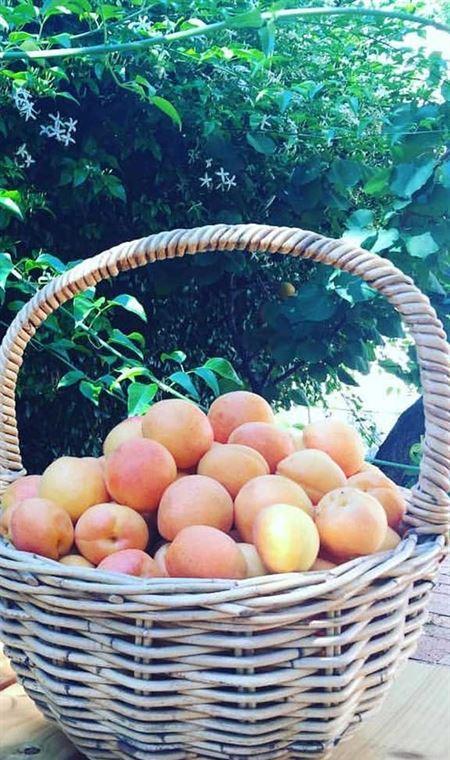 Pipi At Middleton - Internet Find 4