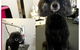 Aloha K9 Services Dog Grooming & Training - thumb 0