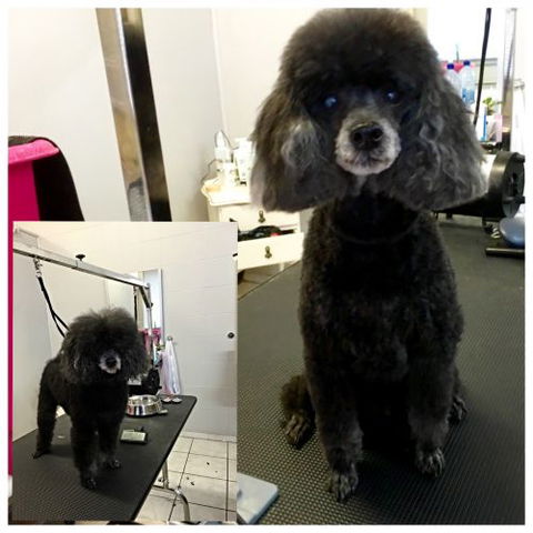 Aloha K9 Services Dog Grooming & Training - Internet Find 0