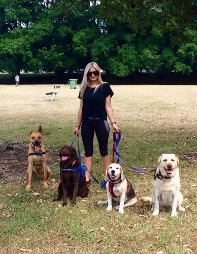 Aloha K9 Services Dog Grooming & Training - Internet Find 2