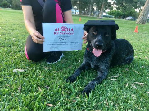 Aloha K9 Services Dog Grooming & Training - Internet Find 3