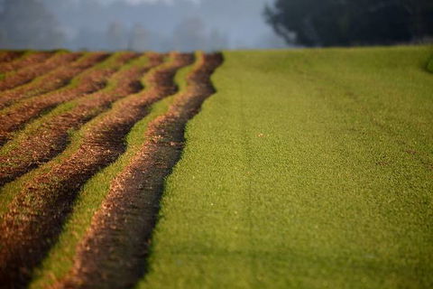 Earl’s Turf Supplies - Internet Find 1