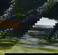 Footprints - Internet Find