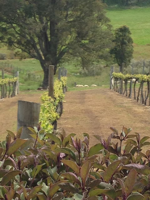 Newbliss Winery - Internet Find 6