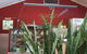 Red Breeze - thumb 4