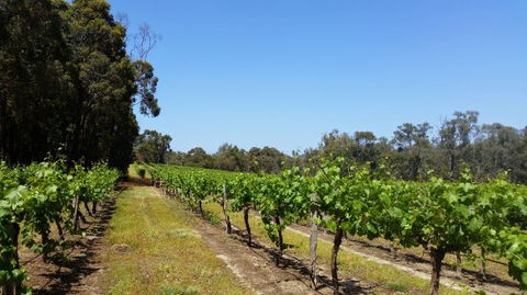 Stringybark Cottage Winery & Restaurant - Internet Find 0