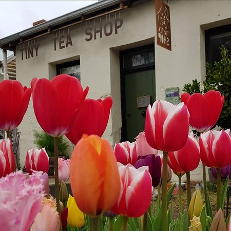 Tiny Tea Shop - Internet Find 0