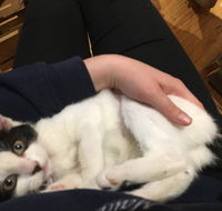 MeowMe Cafe - Internet Find