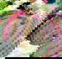 Thunderbird Kitchen - Internet Find