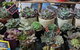 Rusty's Market - thumb 2