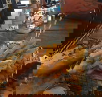 The Bavarian Coomera - Internet Find