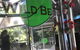 Wild Bean Cafe - thumb 1