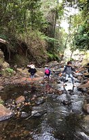 Rainforest - Internet Find 1