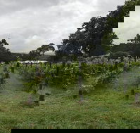 Carlei Estate Cellar Door  Wood Fired Pizzeria - Internet Find