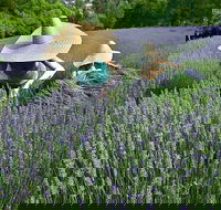 Lavandula Swiss Italian Farm - Internet Find