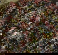 Ray's Pizza  Pasta - Internet Find