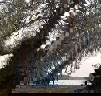 The Forest Door - Internet Find