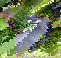Marcus Hill Vineyard - Internet Find