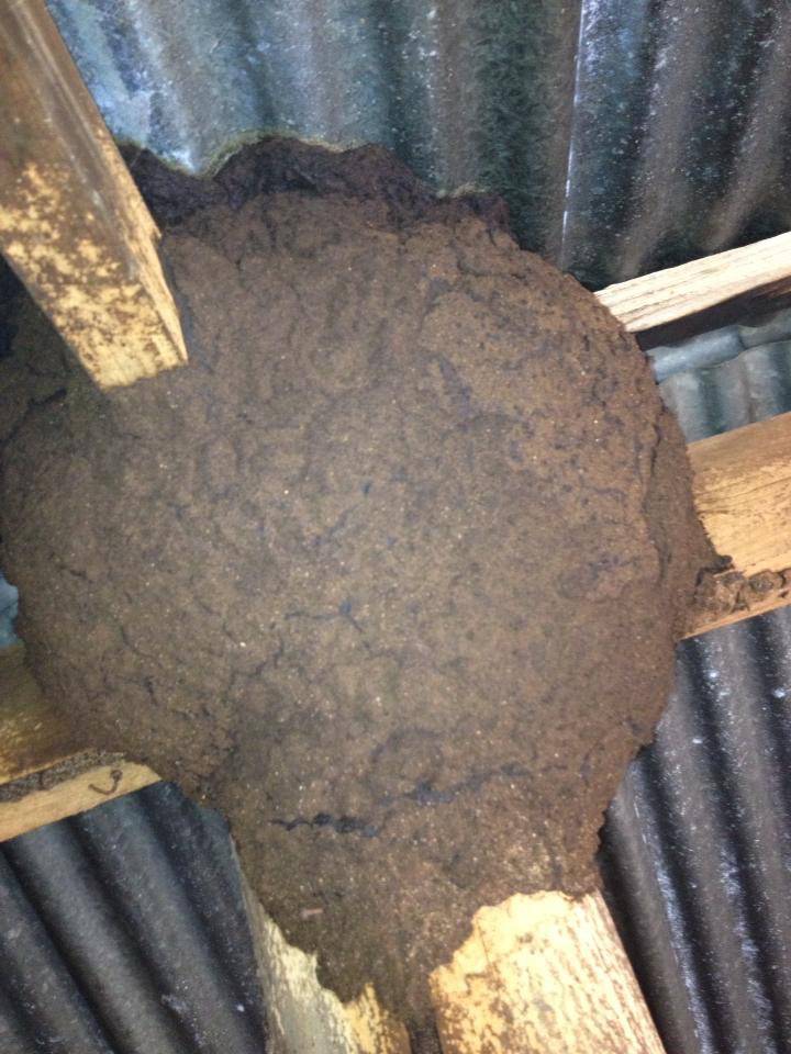 Weed Control Armidale NSW Internet Find