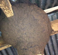 New England Pest Management - Internet Find