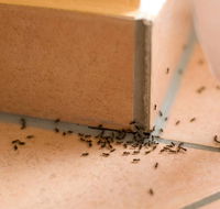 Wisemans Pest Control - Internet Find