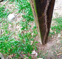 Country to Coast Pest Control - Internet Find