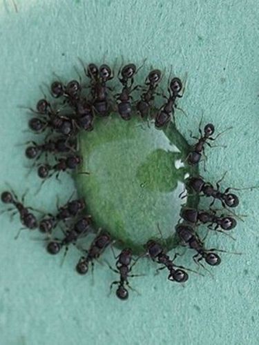 Accurate Pest Management - Internet Find 2