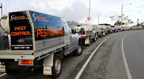 Accurate Pest Management - Internet Find 4