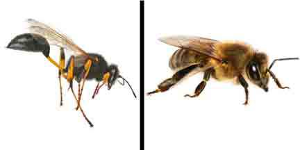 Pest Control Nemingha NSW Internet Find