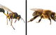 Statewide Pest Solutions - thumb 0