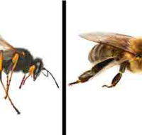 Statewide Pest Solutions - Internet Find