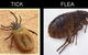 Statewide Pest Solutions - thumb 2