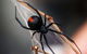 Statewide Pest Solutions - thumb 5