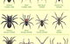 Statewide Pest Solutions - thumb 6
