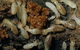 Statewide Pest Solutions - thumb 8