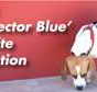 Blue Peace Pest Control - Internet Find