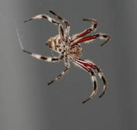 Inland Pest Management - Internet Find