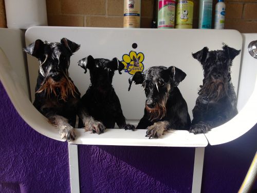 Dog Cat Clipping Washing Grooming Byron Bay NSW Internet Find