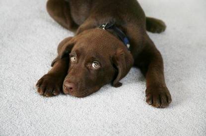 PHJ Carpet Cleaning And Restoration - Internet Find 11