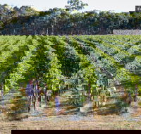 Weathercraft Wines - Internet Find