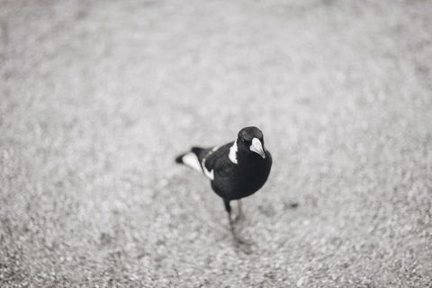 Magpies Nest Restaurant - Internet Find 0