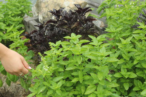 Hillview Herb Farm - Internet Find 1