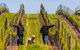 Tim Adams Wines - thumb 2