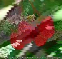 Westerway Raspberry Farm - Internet Find