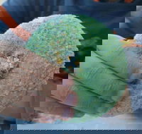 Ciao Man - Internet Find