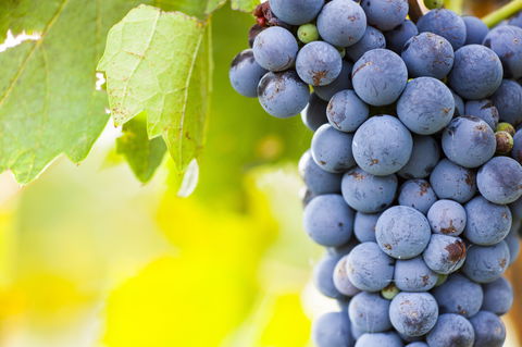 Eden Road Wines - Internet Find 0
